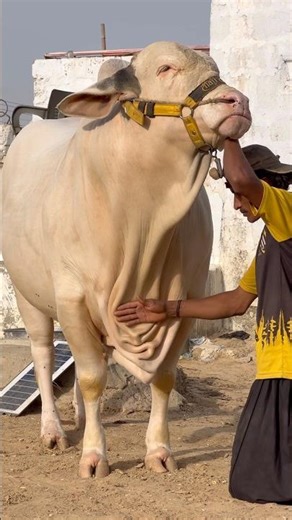 mashallah || maweshi mandi #cow #bull #animals