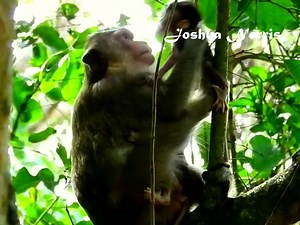 Poor orphaned baby CALVIN will lose his life. Mom CASI is not nursing and keeps beating and pushing | Joshua Norris
