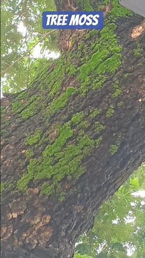 Hypnum moss or Bryum species | Moss Growing on Tree | Moss Identification