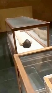 The Mummy Room at the Egyptian Museum offers a captivating journey into the afterlife✨. | Unlimited Luxor