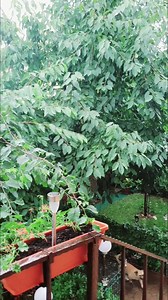 73K views · 5K reactions | ☆WOW ☔❗ Tot asa ploua si la d-stra❓ ☆Oricum ar fi,s-aveti un sfarsit de saptamana mimunat cu ☀️ in suflet si oameni dragi alaturi... Doamne ajuta!!! | Stana Izbasa | Facebook