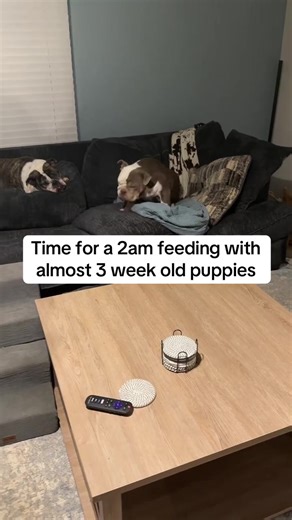 AKC English Bulldog Puppies (@akc.english.bulld)’s video of the girl and the dog