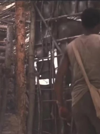 POV What did Y/n do? (Comments?) #pov #yn #newt #gally #themaze #mazerunneredit #mazerunner #thegladedits #edit #fyp #makeitcinematic