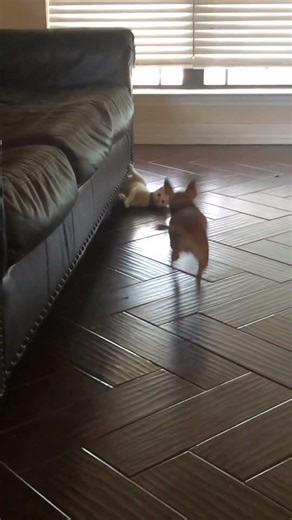 🤣🤣 Cookie and Chowder playing 😂🤣 #fypシ #cat #funny #animallovers #kitten #cute #chihuahua #fyp
