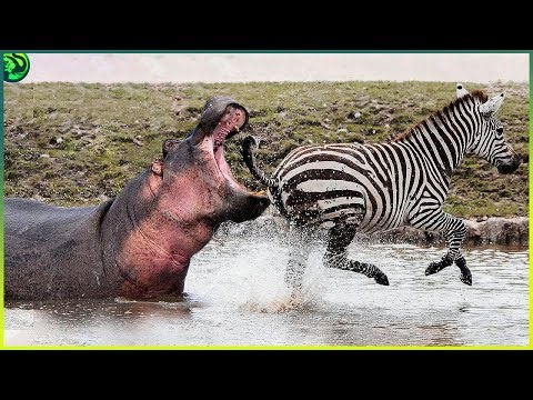 10 Dangerous Hippo Attacks Caught on Camera