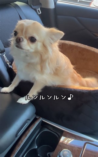 【私専用シートで快適ドライブ】#Lealchum #リアルチャム #チワワ #chihuahua #可愛い #shorts #チワワちゃん #癒し #cutedog #fyp #foryou
