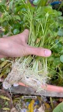 Day 4 of 30 days challenge ( How to repot coin plant ) #prorealcode #coinplant #new #trending