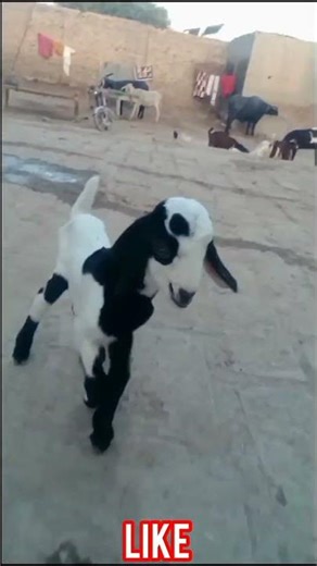 🐐 Beautiful Baby Goats Drinking Milk from Mother | Village Life 2025 | Cute Baby Animals #Shorts