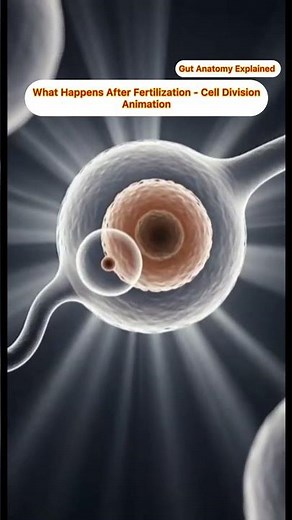 What Happens After Fertilization - Cell Division Animation | Gut Anatomy Explained | Guts Health