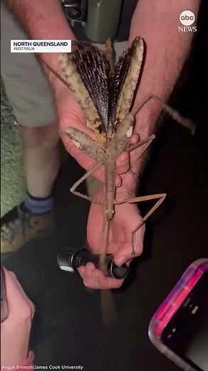 Supersize stick insect discovered in Australia