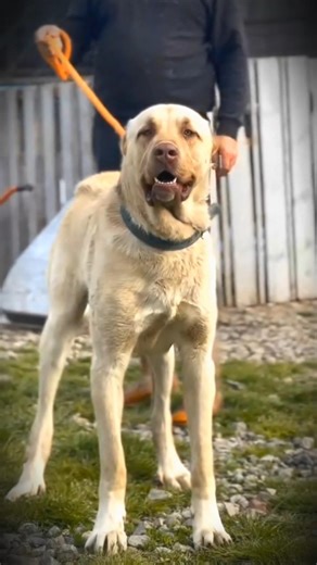 Kangal dog status 🔥|| #shorts#viral#ytshorts