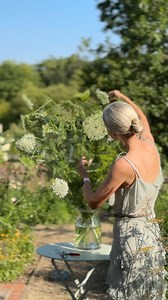 Everything you need to know about Ammi visnaga 🌿 Ammi visnaga, also known as Khella Baldi or toothpick weed, is an annual or biennial herb indigenous to the Mediterranean region of North Africa, Asia, and Europe. This Ammi visnaga was Autumn sown hence it’s height. It’s part of the Apiaceae family and is not only beautiful with its intricate flower heads and feathery foliage, but it also brings ecological benefits to gardens and has an interesting history of medicinal use. ⬇️💚 Ammi visnaga pro