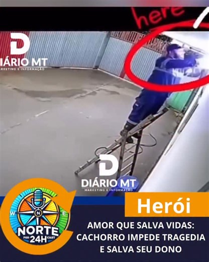 Norte_24horas on Instagram: "Durante uma manutenção elétrica, um homem estava em uma escada quando sofreu uma descarga e ficou imóvel. Ao perceber o perigo, seu cachorro agiu por instinto e coragem: correu até a escada e a derrubou, afastando o dono da fonte de risco. A queda fez com que o homem recobrasse a consciência no chão. Ainda assustado, ele abraçou o cachorro com força, em um gesto silencioso de gratidão. Um ato simples, um amor imenso — daqueles que salvam vidas."