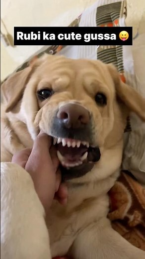 Rubi ka cute gussa 😍 || labra rubi || #shorts #youtubeshorts #labrador #dog #funny #memes #trending