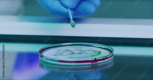 Closeup of a scientist using petri dish with cotton swab in liquid solution. Medical biologist using glass plate for virus testing at a research lab facility. Researcher analyzing bacteria sample
