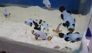 1.9K views · 33 reactions | Clown fish instore | Aquarium Warehouse PTY LTD | Facebook