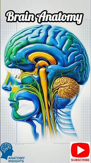Brain Anatomy and functions of brain parts | #humananatomy #humanphysiology #humanbody #factsmine