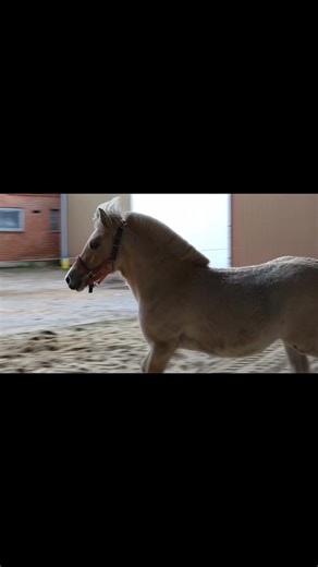 4.2K views · 50 reactions | Så er føllene 6 måneder, og fravænningen er afsluttet. Nu begynder et nyt kapitel i deres liv. I dag var det java's tur til at komme i ridehuset, for første gang alene .. Selvom verden er stor og farlig, klarede hun det rigtig flot og udtrykkede at hun havde fuldt ud tillid til mig  hun skal nok blev en fornøjelse at arbejde med | Stutteri Laybourn | Facebook