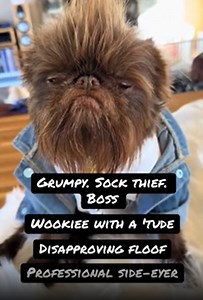 Timeless Charm of a Grumpy Brussels Griffon