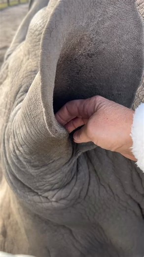 12 reactions · 9 comments |  Mystery Animal Challenge! We had a once-in-a-lifetime moment today — a gentle giant let us give them some love. No face… just a close-up of their skin, ears, and feet. Think you can identify the animal from this? | Wildlife Encounters | Facebook