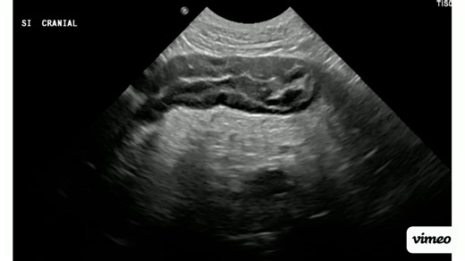 Case 5 - 3yo FS Lab mix