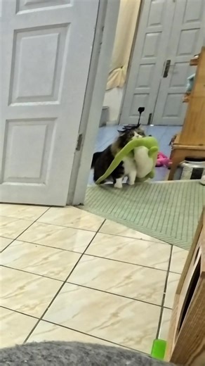 #DieDie: Let's take a picture! Say cheese! 😼