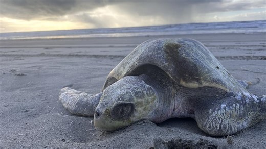 Sea turtle found dead on Sunset Beach near Astoria