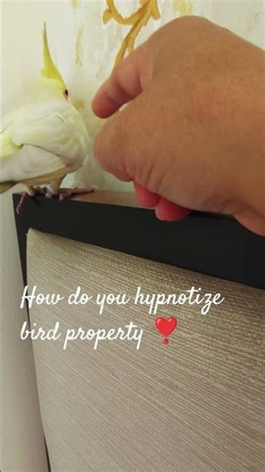 How to you hypnotize bird properly #birds #cockatiel #parrot #cute #pets #yt #shorts