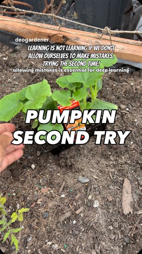 Pumpkins are in today. Last summer I got no harvest because they succumbed to powdery mildew. We must not give up right? Learning is not called learning if we don’t allow ourselves to make mistakes. That’s what makes gardening more fun. Also, mistakes are essential for deep learning. I have been researching the best homemade remedy to powdery mildew and I found the one I believe. Recommended by a few creators who were successful in growing cucumbers or pumpkins. Hopefully that will work. Lemme k