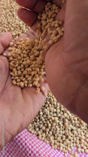 Sorghum, or jowar/pearl millet, is a versatile, gluten-free whole grain ideal for family food selections. When buying, check for uniform size, hard texture, and absence of pests. It ensures good food.