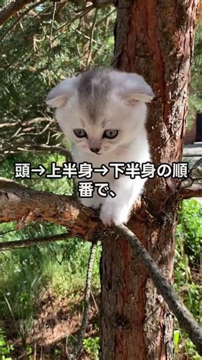 【雑学】猫が必ず「足から着地」する驚きのメカニズム（空中での秘密）