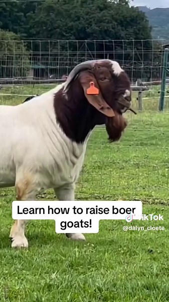 Learn How to Raise Boer Goats! Start Your Boer Goat Farm Today