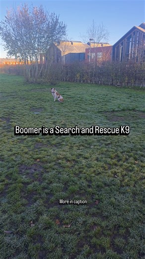 The Good Dog School on Instagram: "Does the term "small dog syndrome" give you rage? That's just one of the excuses that people will give when it comes to blaming genetics for their dogs behaviour. And yes while you may not see Pugs being premier LSG they're still capable of being other than a yapping accessory. I've seen Bull Mastiff that compete in agility (slowly but still) and obedience. Not bad for a dog that some owners pass off as a stubborn lump. And take my boy as an example. American B