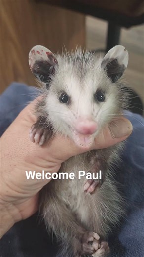 93K views · 7.8K reactions | Meet Paul the opossum. He had a superficial wound on his ear which was checked over, cleaned and treated, fluids given. He's doing good #wildlife #opossums | Little Bit Wildlife Rescue | Facebook