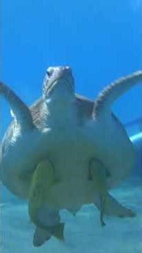 Exceptional Dive: Swimming with Manta Rays, Stingrays, and a Sea Turtle in the Deep.🌊 #MantaRay