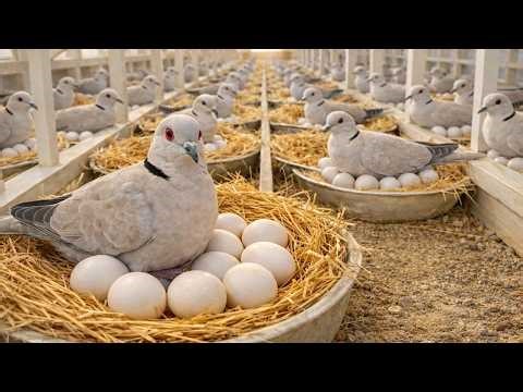 Inside a Massive Diamond Dove Mega Farm | Feeding, Breeding & Advanced Monitoring System