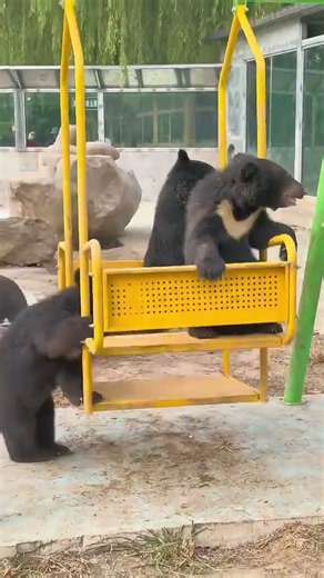 Baby Bears Playing on a Swing is TOO CUTE! #shorts