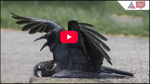 Crows Mating Habits: ಶವದ ಜೊತೆ ಕಾಗೆಗಳ ಲೈಂಗಿಕ ಕ್ರಿಯೆ! ಅಚ್ಚರಿಯ ವಿಡಿಯೋ ವೈರಲ್​