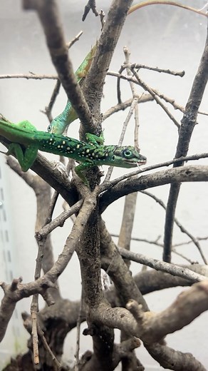 HerpTime on Instagram: "Time to season some crickets 🦗🧂with some ZooMed Repti Calcium and Reptivite 💊 I always get asked “whats the white stuff?” when I post a feeding video: calcium and multivitamin. Specifically from @zoomedlabs, which is truthfully my favorite brand for supplements. I use these to enhance and enrich the feeder insects I give to my lizards. This is because the insects we feed in captivity don’t always necessarily contain all the vitamins and minerals our lizards would be ea