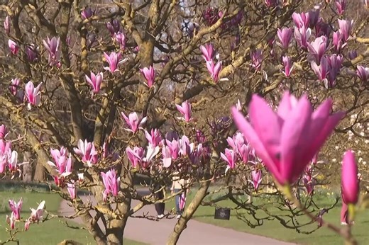 Kew Gardens in London bursts into bloom as spring starts to arrive