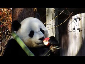 Giant Panda Bao Bao eating apple