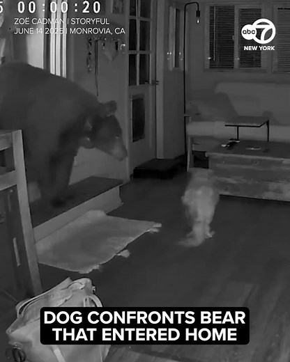 Up-close encounter between bear, dog inside California home caught on video