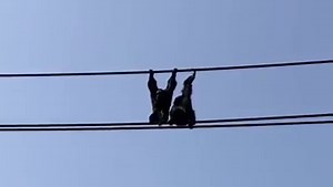 23K views · 346 reactions | Did you know that Siamang gibbons mark their territory by singing within the borders of where they live? Adult males and females will sing different songs but in harmony.  | Dublin Zoo | Facebook