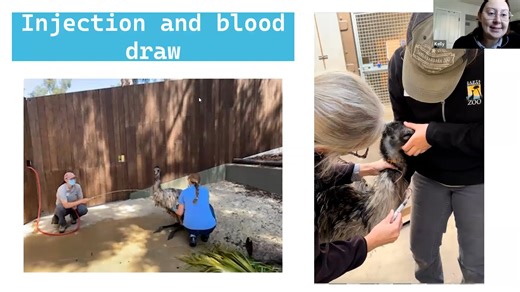 Amusing an Emu – How to Ensure the Best Possible Welfare for a Bachelor Bird