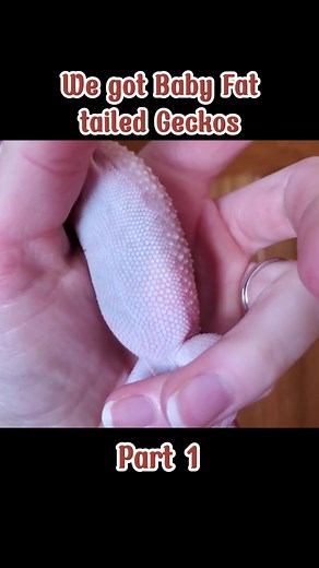 Fan Snake Discovery on TikTok