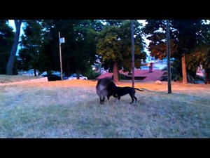 pitbull -stafford vs tibetian mastiff dog fight