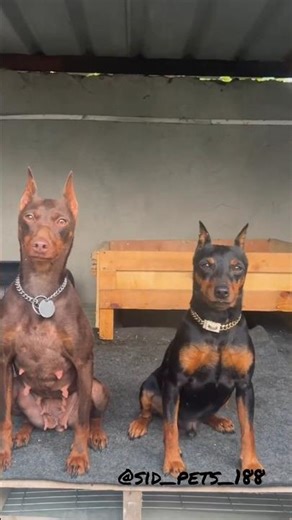 miniature pinscher dogs #shorts #pets #dogshorts #doglife #miniaturepinscher