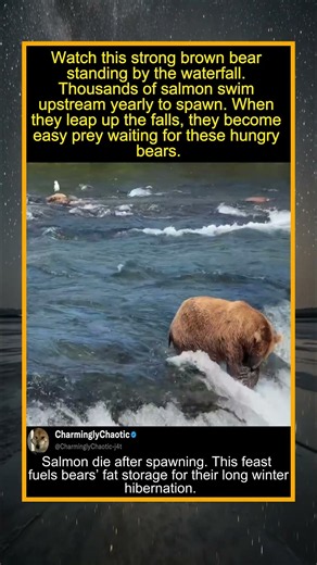 Brown Bear Waits At The Waterfall, As Salmon Jump Straight Into Its Mouth