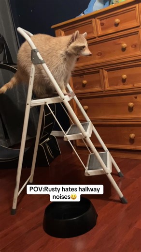 He almost landed on his face 🤣🤣🤣slow the hell down rust !! Nobody is gonna get you #rusty#pets#racoons#racoon#povs