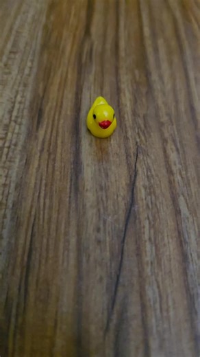 I love my duckies:) 🐤🐥🐣 YES I KNOW IM LATE TO THIS AUDIO BUT I THOUGHT IT WAS PERFECT! #duckies #cute #ducks #fypシ no hate okay;) don't like my videos, SCROLL!